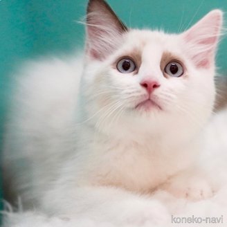 販売中の東京都のラグドール-114563の3枚目
